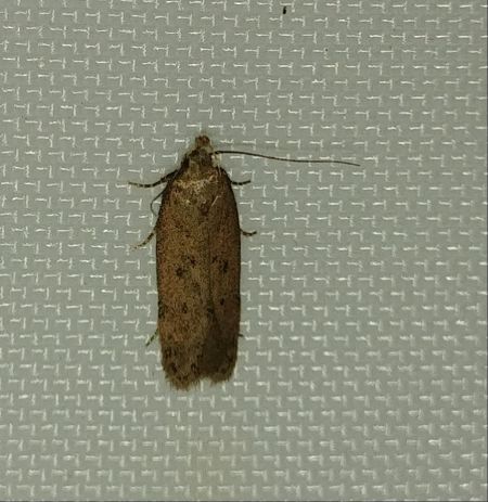 Bryotropha terrella 