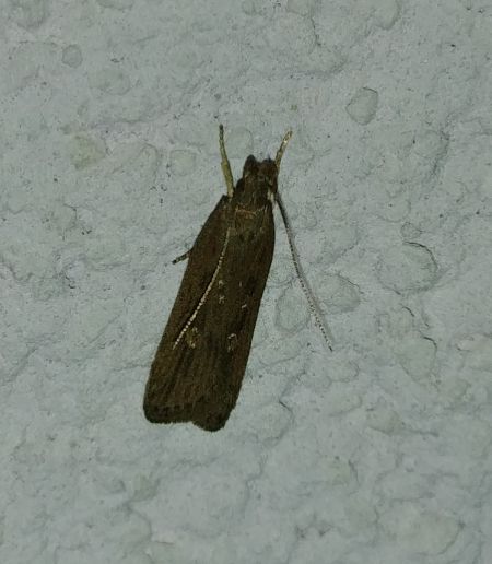 Helcystogramma triannulella 