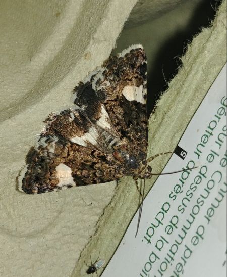 Noctuelle en deuil 