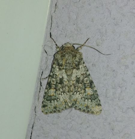 Hecatera dysodea 