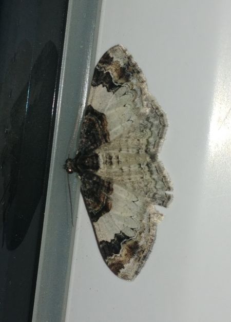 Catarhoe cuculata 