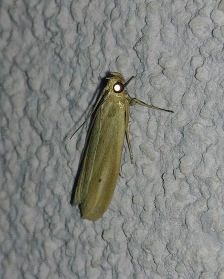 Selagia argyrella 