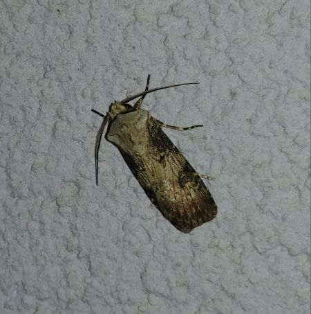 Noctuelle des renouées 