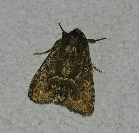 Noctuelle cythérée 