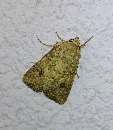 Noctuelle de l'ansérine 