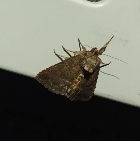 Noctuelle cythérée 