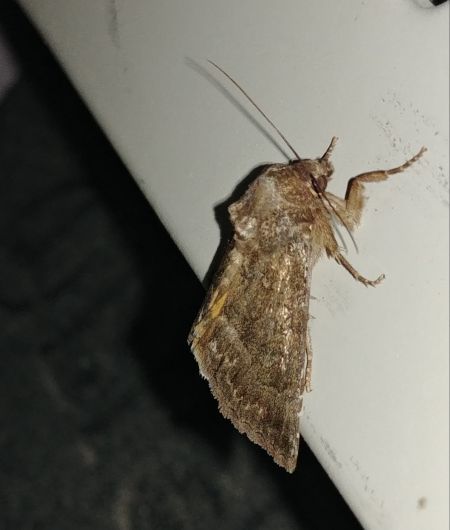 Thalpophila matura 