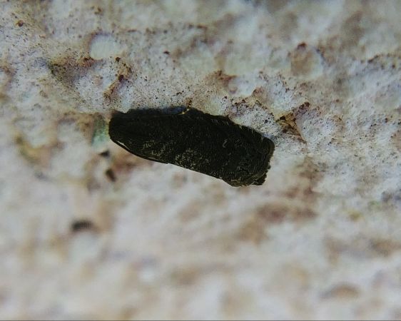 Grapholita sp. 