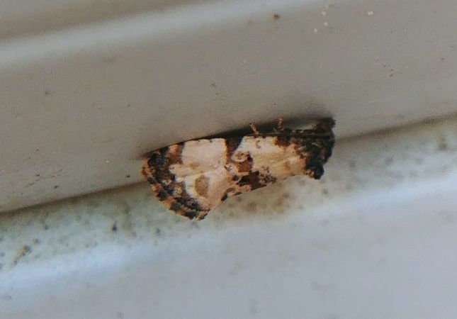 Cochylis hybridella 