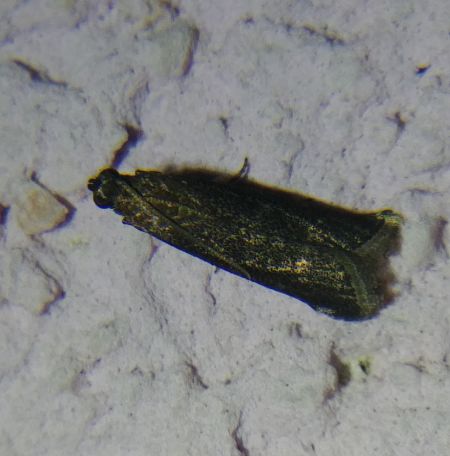 Eccopisa effractella 