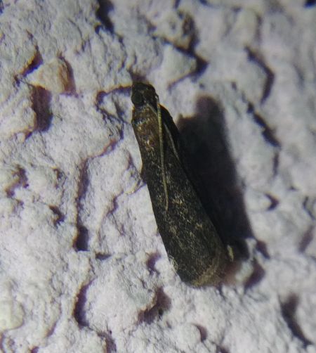 Eccopisa effractella 