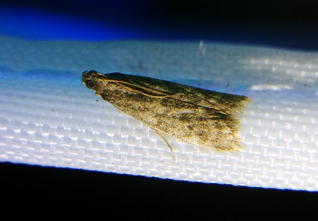Eccopisa effractella 