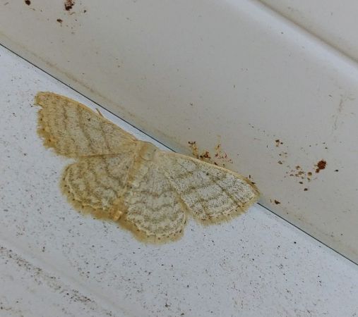 Idaea subsericeata 