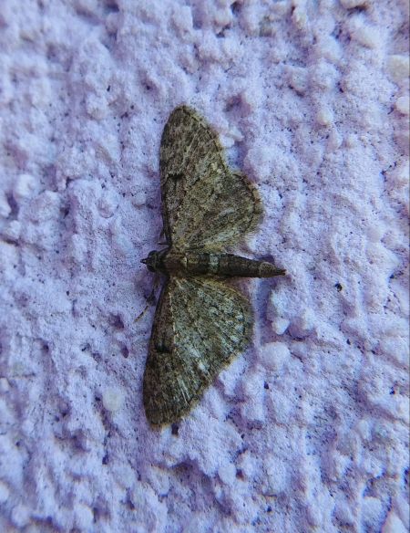 Eupithecia virgaureata 