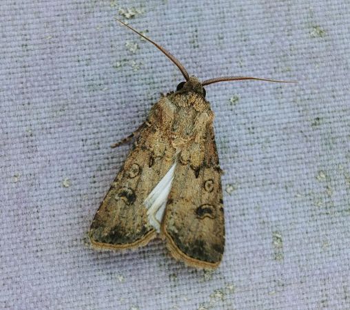Noctuelle des moissons 