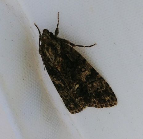Noctuelle de la patience 