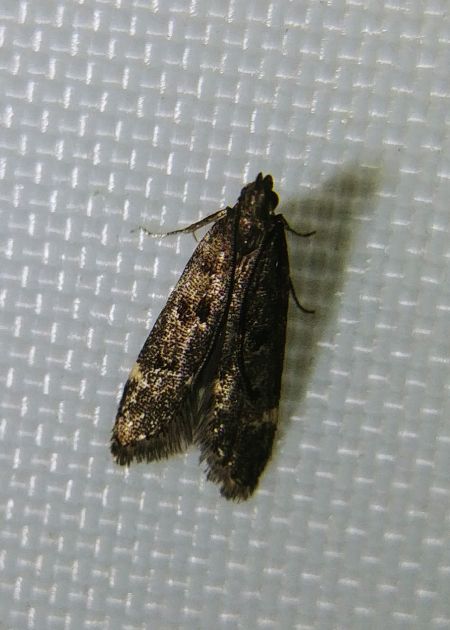 Dichomeris alacella 
