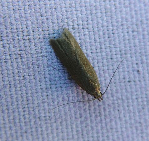Acompsia cinerella 