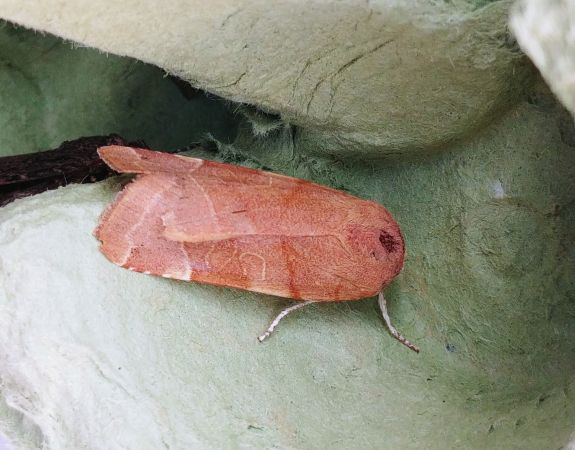 Noctua fimbriata 