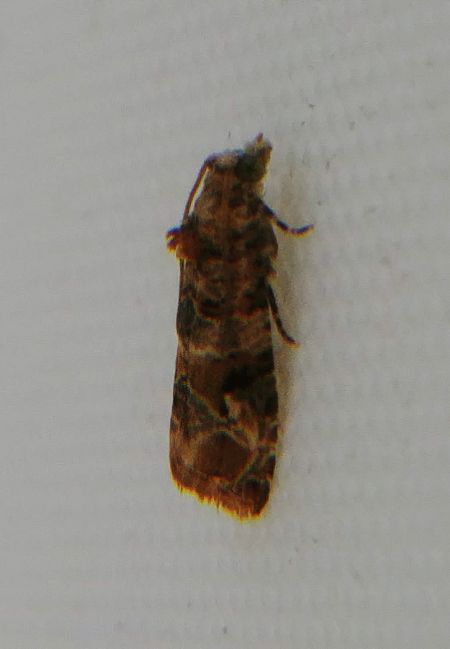Lobesia sp. 
