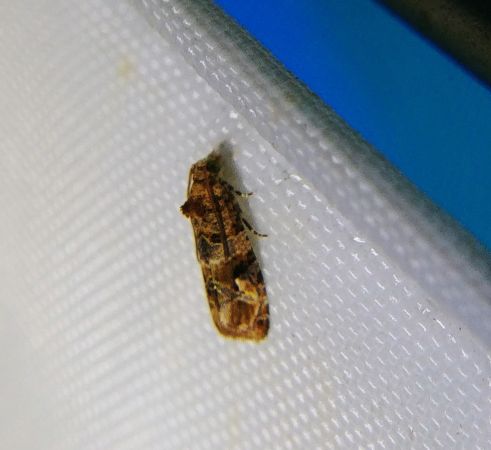 Lobesia sp. 