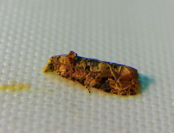 Lobesia sp. 