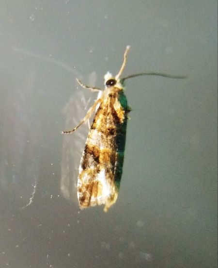 Lobesia sp. 