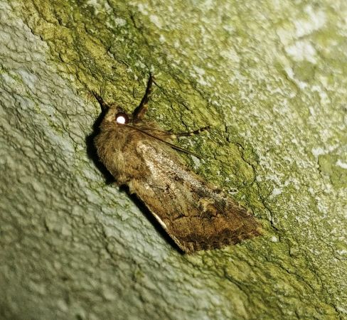 Luperina testacea 