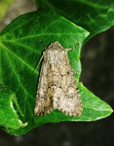 Luperina testacea 