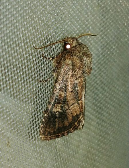 Luperina testacea 