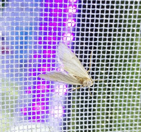 Acentria ephemerella 