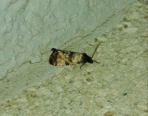 Cochylis hybridella 