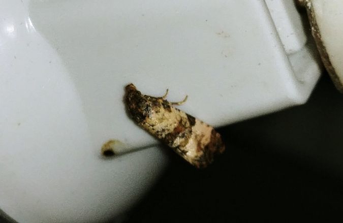 Cochylis hybridella 