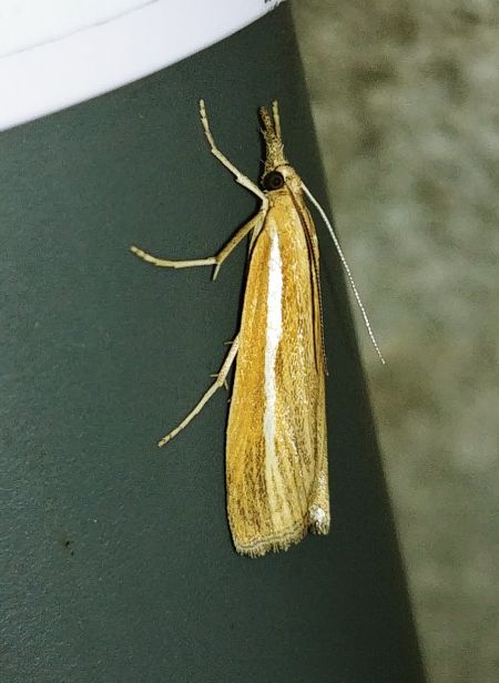 Crambus des tiges 