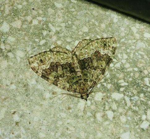 Colostygia olivata 