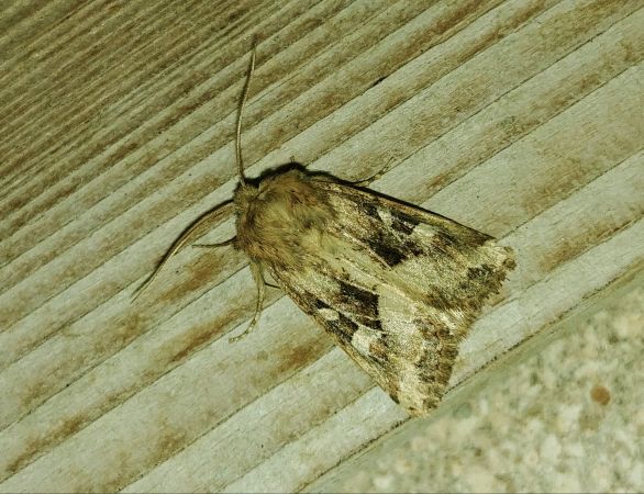 Luperina dumerilii 