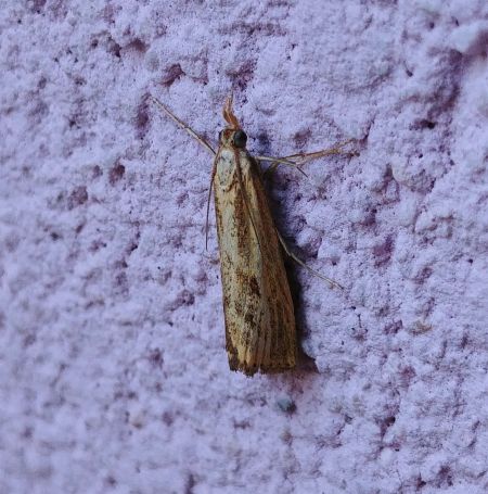 Agriphila inquinatella 