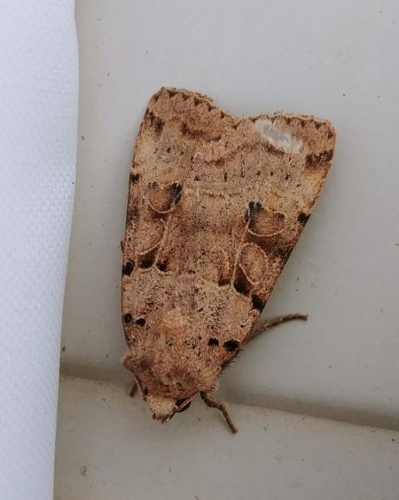Eugnorisma depuncta 