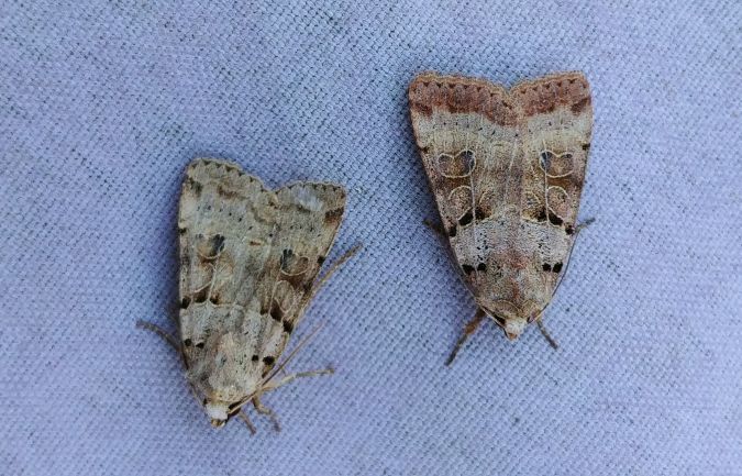 Eugnorisma depuncta 