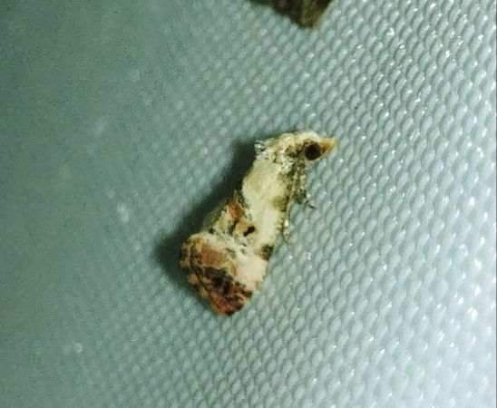 Cochylis hybridella 