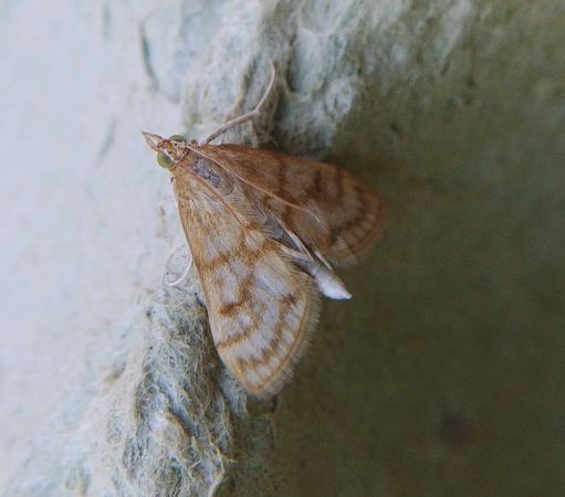 Paracorsia repandalis 