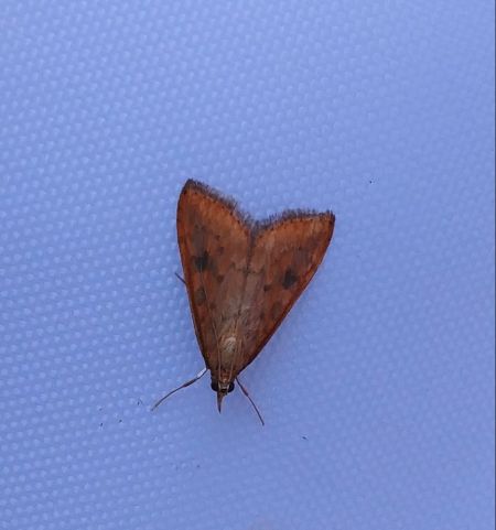 Udea ferrugalis 