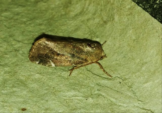 Cosmia affinis 