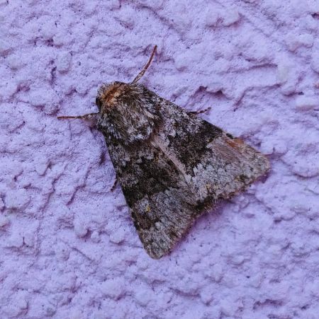 Hecatera dysodea 