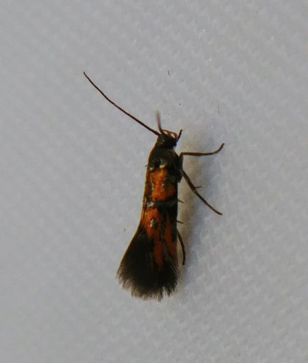 Chrysoesthia drurella 