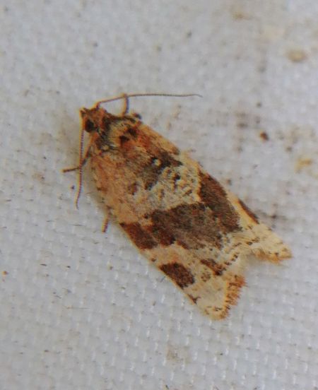 Argyrotaenia ljungiana 