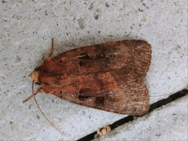 Xestia stigmatica 