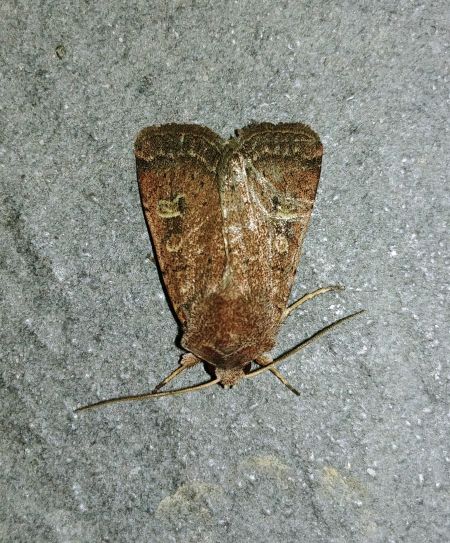 Trimaculée 