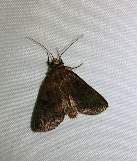 Xestia stigmatica 