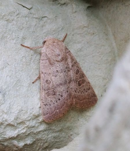 Hoplodrina sp. 